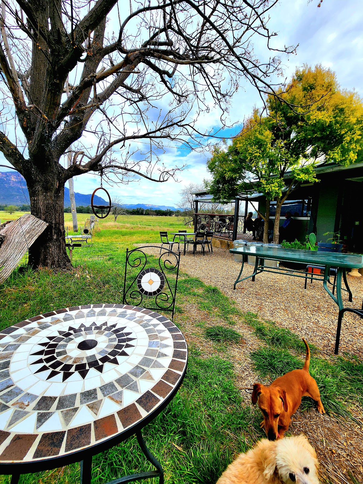 A mosaic table in the garden under a big tree, with two dogs in the grass